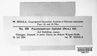 Pucciniastrum epilobii image